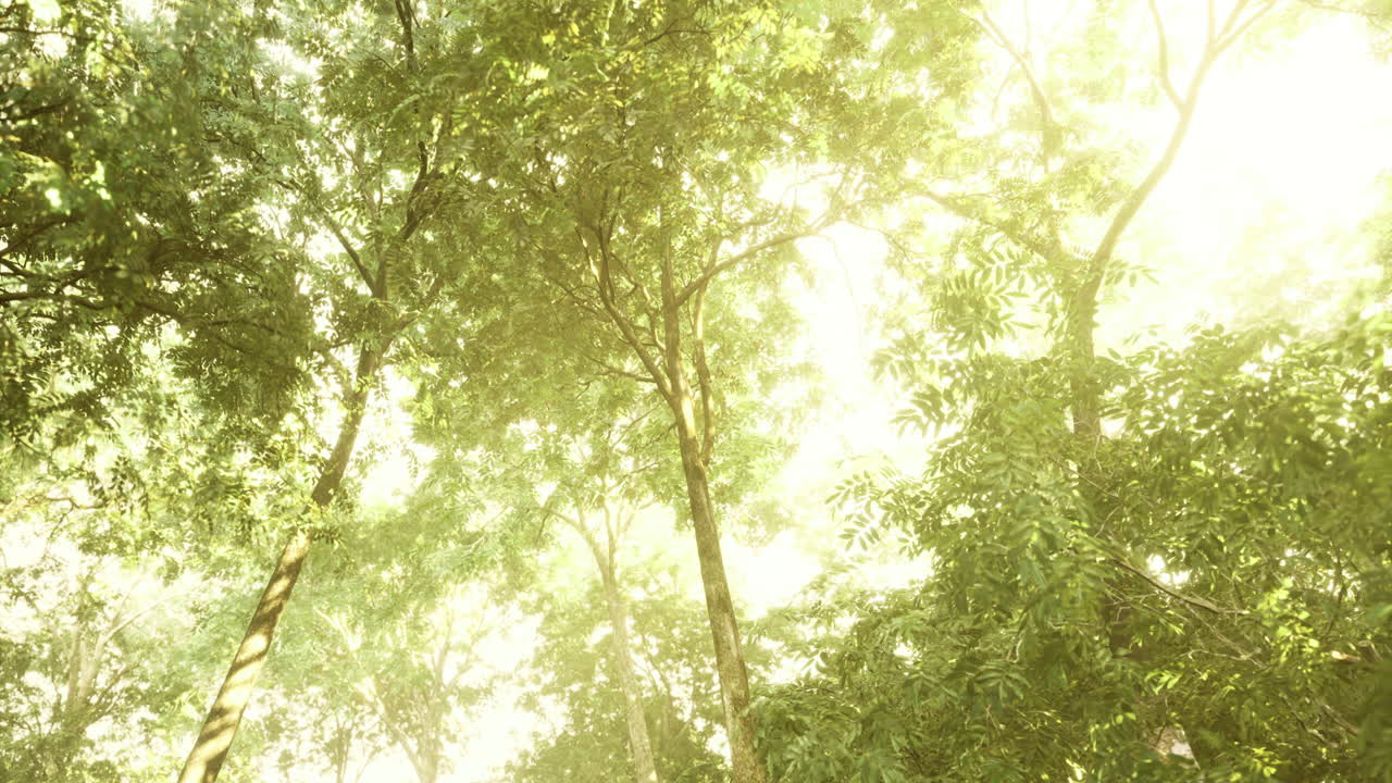 Sunlight filters through lush trees creating a dreamy forest atmosphere