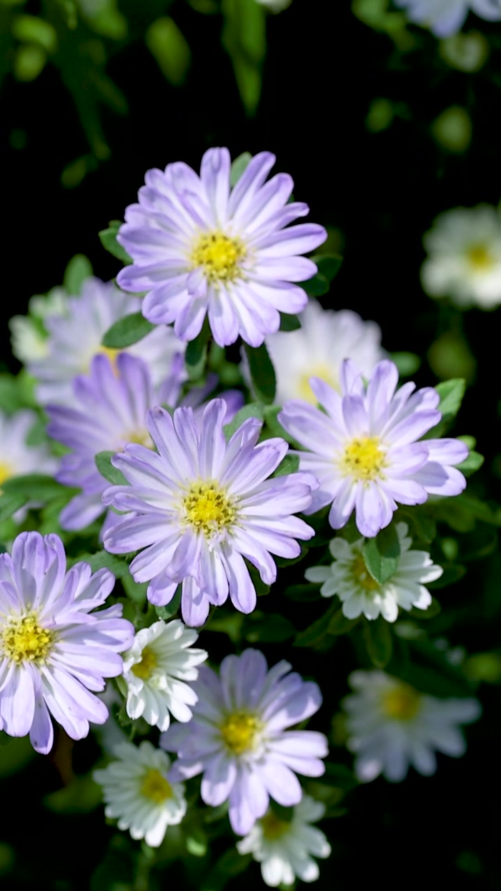 Ape con fiori in un giardino