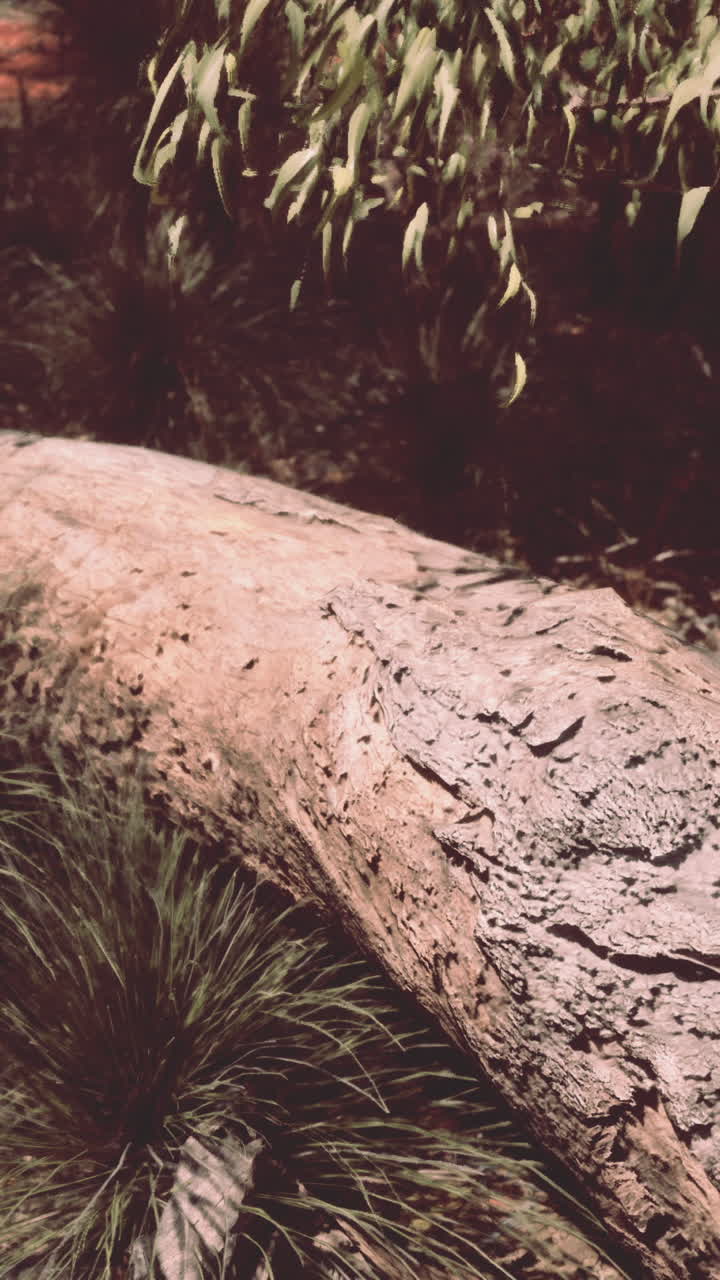 cerca de un tronco de árbol caído en un bosque