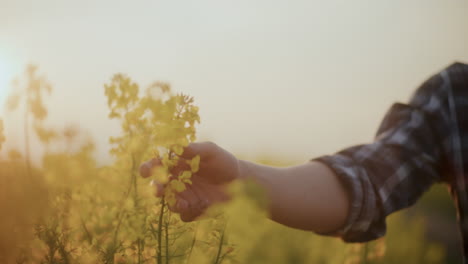 Farmer-Touching-Yellow-Flowers-In-Farm