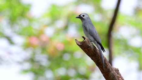 el drongo ceniciento es un migrante regular asustadizo a tailandia en el que le gusta posarse en lo alto de las ramas, que pueden estar lejos del alcance de humanos o animales, fácil de despegar y capturar insectos