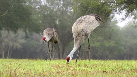 Sandhill-Crane-Pareja-Forrajeando-En-Pastizales-En-ángulo-Bajo