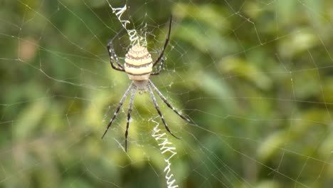 spider uhd mp4 4k video