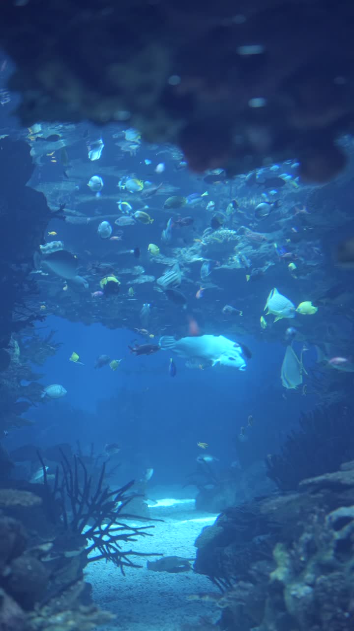Vibrant Marine Life in a Large Aquarium Tank