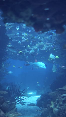 vibrant marine life in a large aquarium tank
