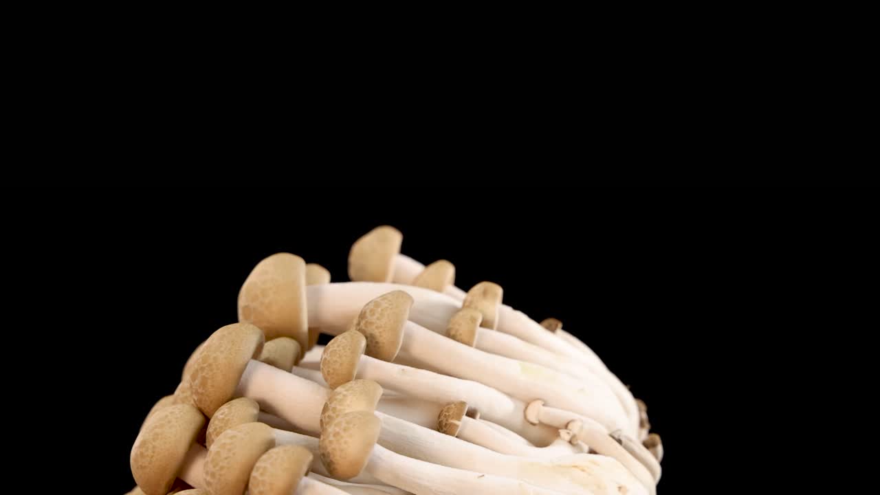 Cluster of brown beech mushrooms slowly rotating against a seamless black background, captured in high resolution with even studio lighting and smooth camera movement