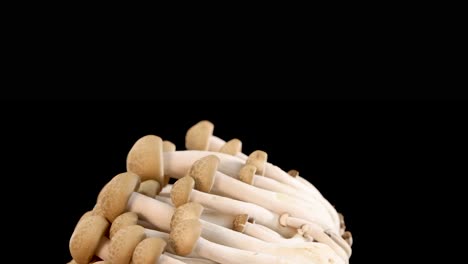 cluster of brown beech mushrooms slowly rotating against a seamless black background, captured in high resolution with even studio lighting and smooth camera movement