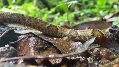 pit viper jararaca young baby moving on florest floor - detail of its side moving where you see their prints