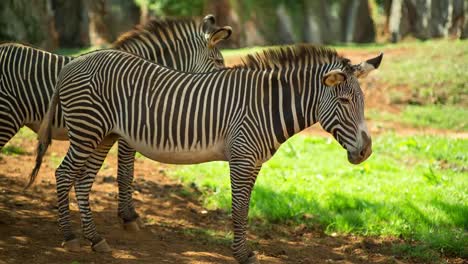 Zebra-Grevy-14