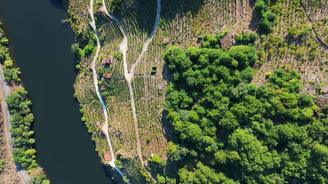 Above View Of Terraced Vineyards On The Minho River In Ribeira Sacra, Galicia, Spain. Aerial Topdown Shot