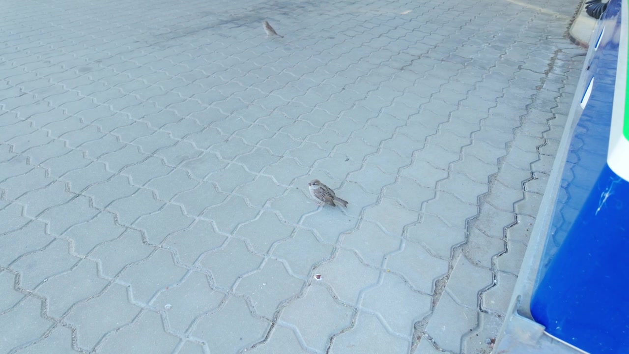 Two house sparrows rapidly flutter their wings, communicating beside each other