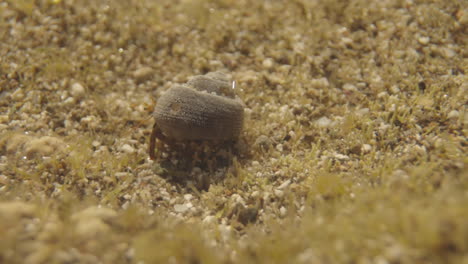 Close-up-of-small-crabs-underwater