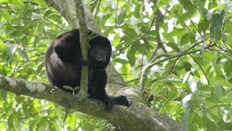 Common-Mantled-Howler-resting-against-branch-in-forest-canopy,-close-up