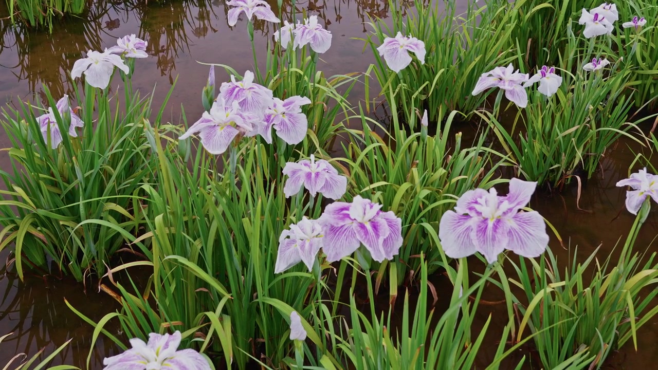 High-angle shot captures pale lavender iris clusters growing from shallow water, their reflections faintly visible among green blades and dark pools.