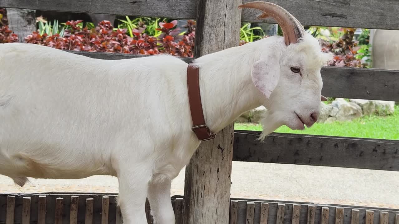 농장 에 있는  염소