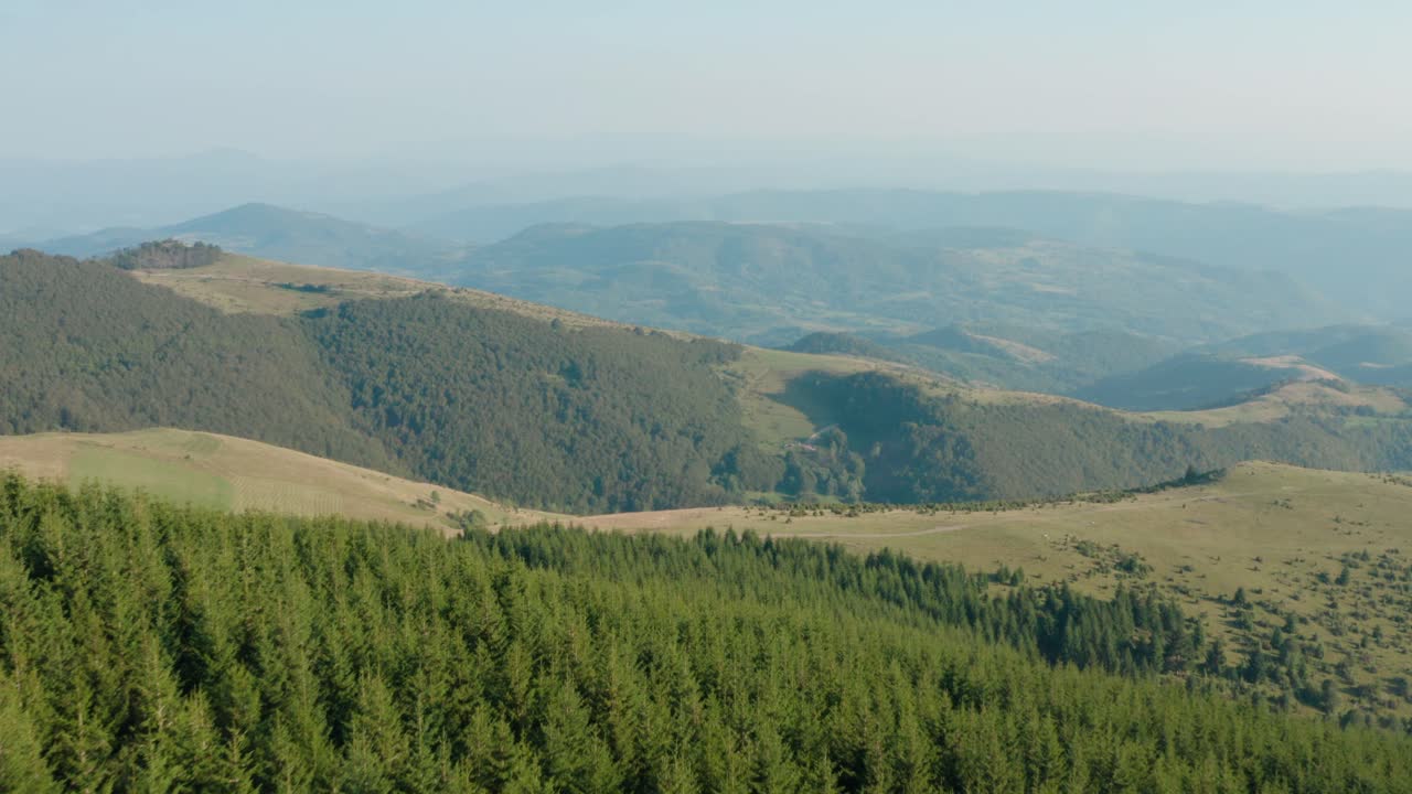 toma aérea del bosque de coníferas de pino de montaña de golija, serbia