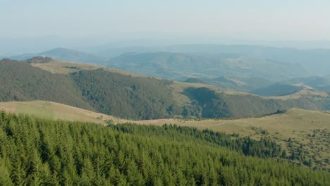 aerial shot of golija mountain pine tree coniferous forest, serbia