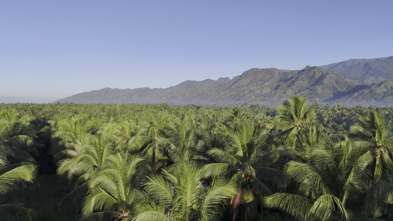 Aerial drone view of Wide coconut plantation with mountains beneath a clear blue sky in Southern Palawan