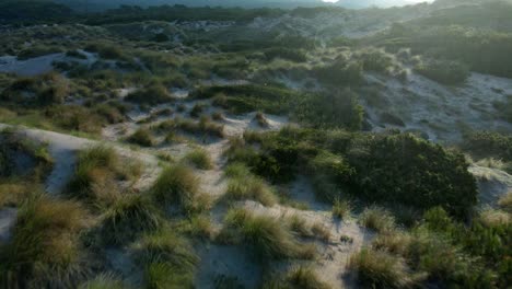sunflare golden light over grassy sand dunes across white sand in shadow