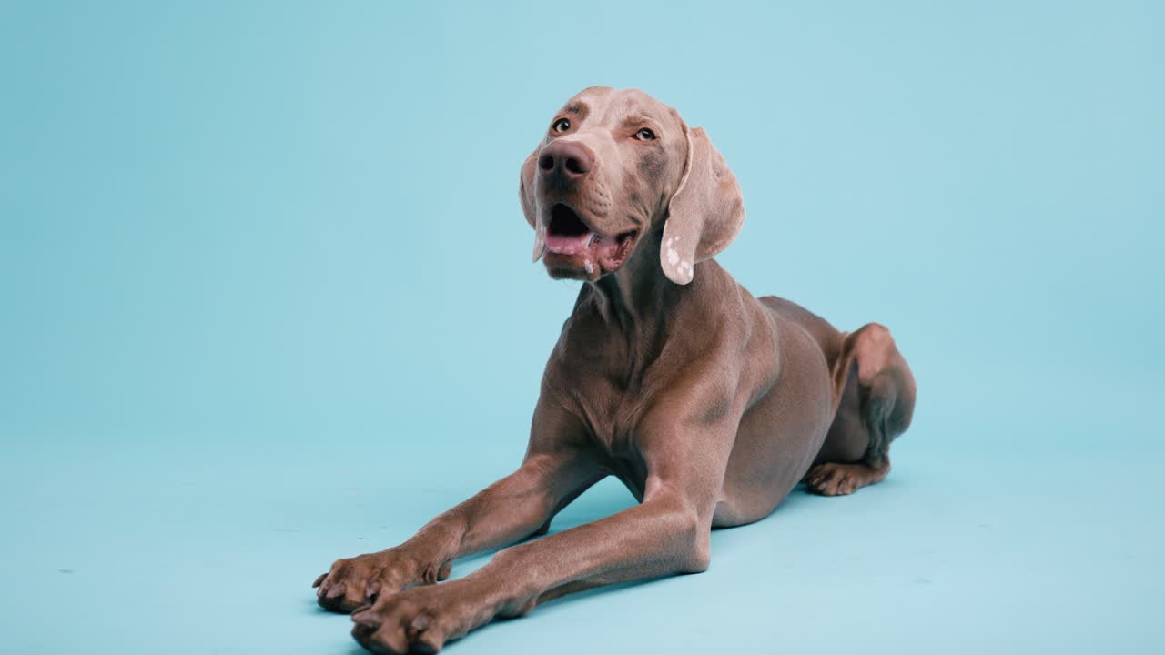 Weimaraner dog lying down