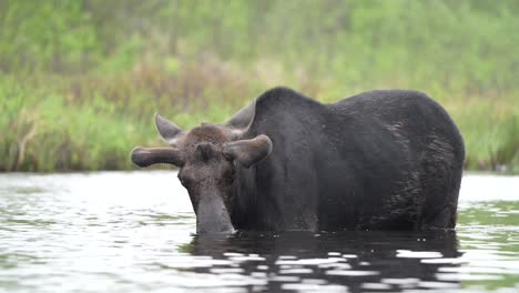 slow motion video of a bull moose during the summer feeding on plants in a pond during the day