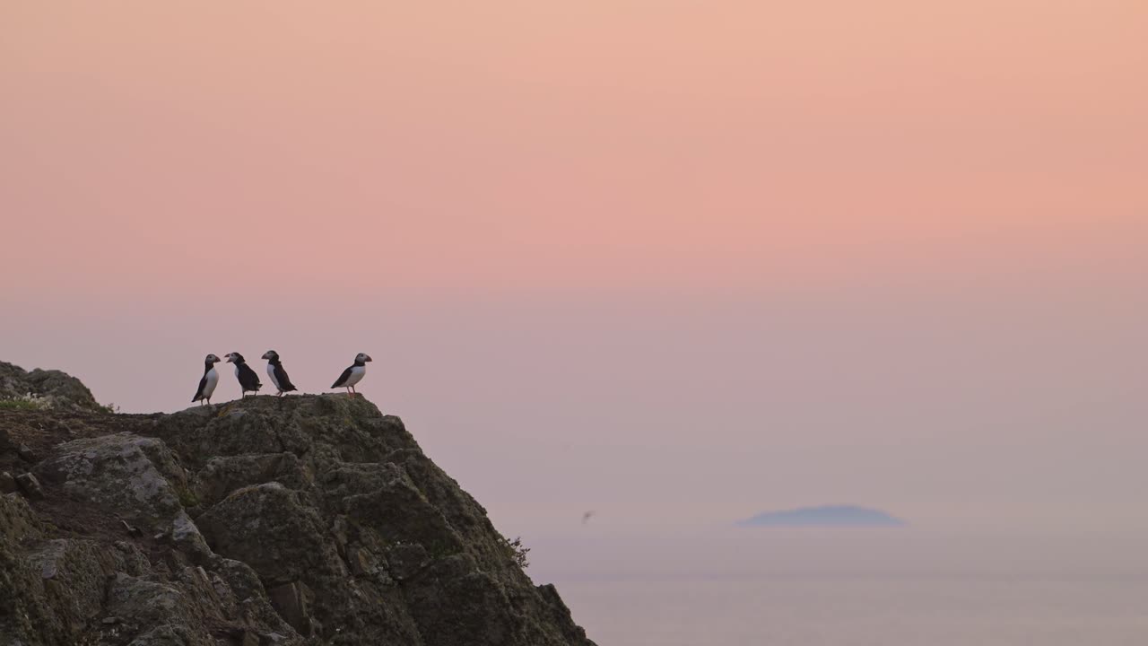 Puffins on Coast with Orange Sunrise Sky on Coast, Large Group of Atlantic Puffins Colony In Flight and Perching, Perched on Rocks, Taking Off with Beautiful Orange Sunrise, UK Seabirds and Birds