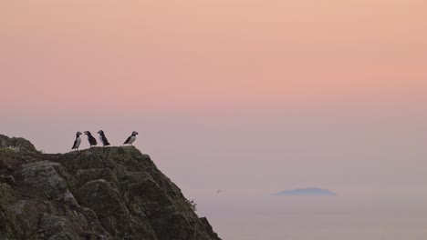 puffins on coast with orange sunrise sky on coast, large group of atlantic puffins colony in flight and perching, perched on rocks, taking off with beautiful orange sunrise, uk seabirds and birds