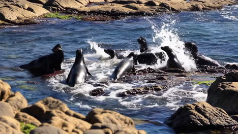 seals on a rocky coastline
