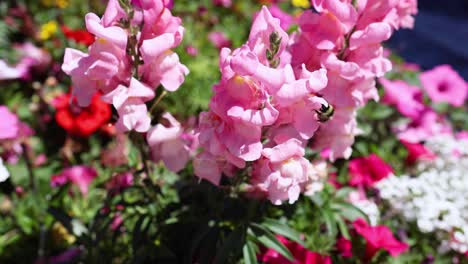 bee interacting with pink snapdragon flowers