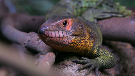 caiman lizard stickying its tongue