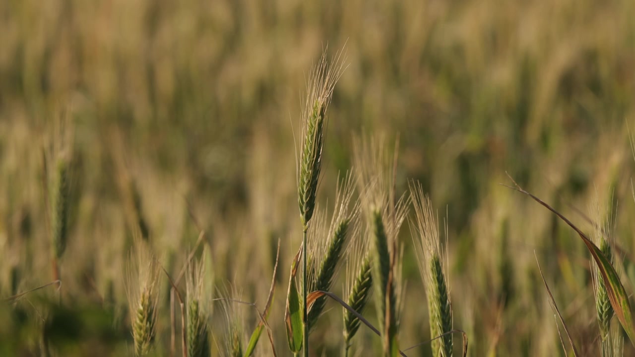 Wheat plantation close up. Cereal farm. Food security.