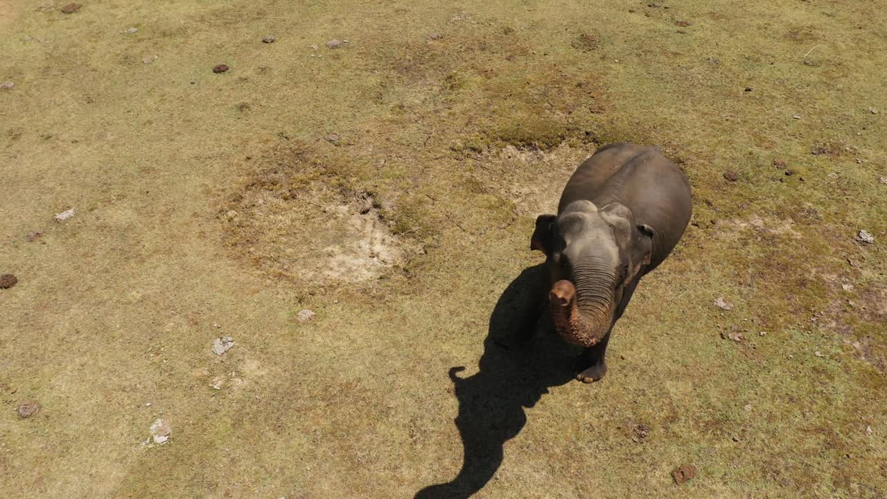 스리랑카의 야생 코끼리.