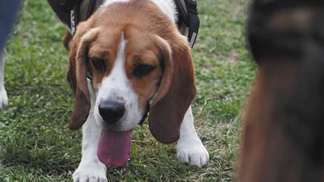 beagle dog in a park