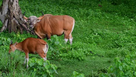 El-Banteng-O-Tembadau,-Es-Un-Ganado-Salvaje-Que-Se-Encuentra-En-El-Sudeste-Asiático-Y-Se-Extinguió-En-Algunos-Países