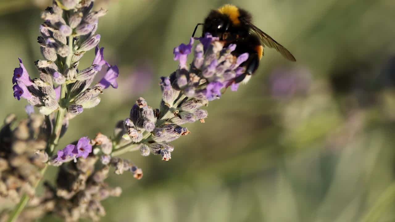 A bumblebee actively collects nectar from vibrant lavender flowers in a serene garden setting.