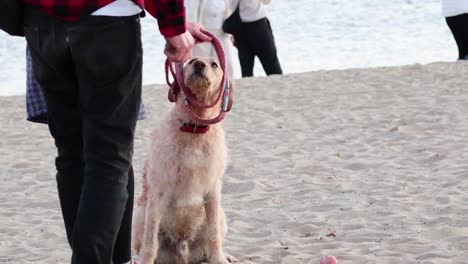 dog playing fetch with owners on beach