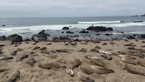 Cinematic-wide-panning-shot-of-the-Northern-Elephant-Seal-Rookery-at-Piedras-Blancas-on-the-Central-Coast-of-California