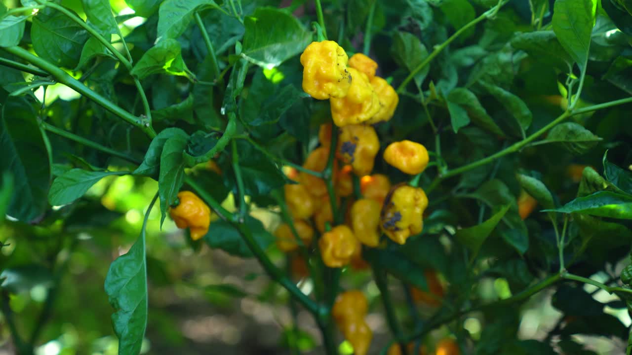Pimentas Trinidad Moruga Scorpion crescendo em uma planta, destacando a picância intensa e o cultivo