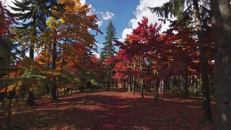 aerial video captures a vibrant autumn forest with red and orange foliage