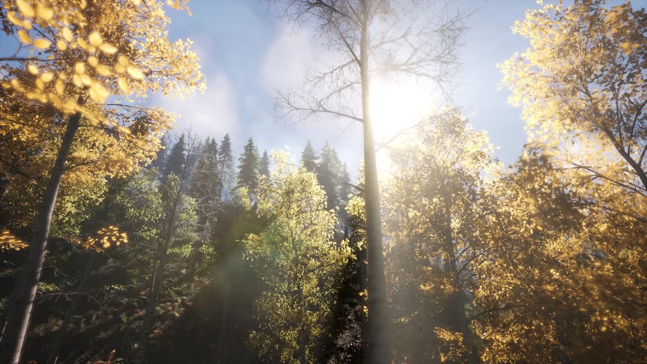 rayos de sol a través de los árboles