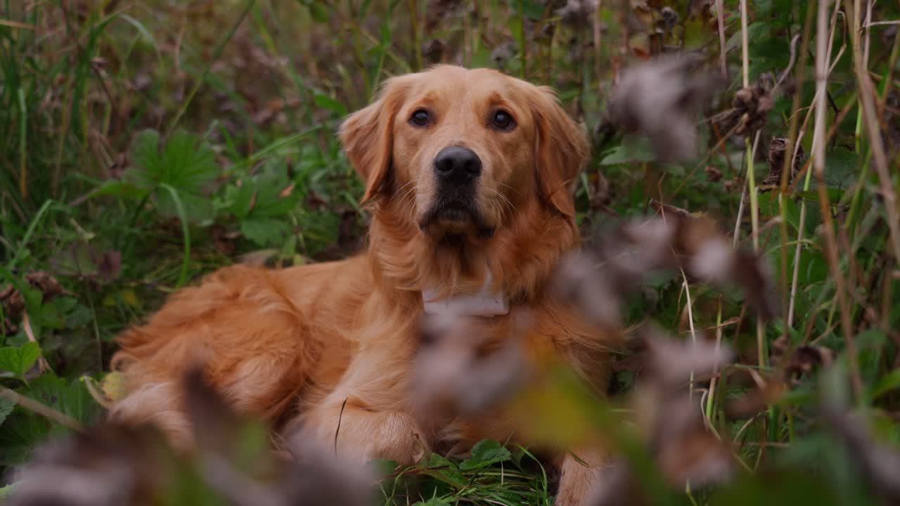 A golden retriever rests peacefully in a meadow, surrounded by autumn plants, Vestarelen