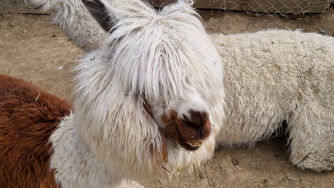 two llamas lying on the ground eating and chewing