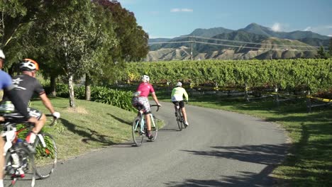 新西蘭馬爾伯勒 (marlborough) 的一個酒廠和山脈在後面.