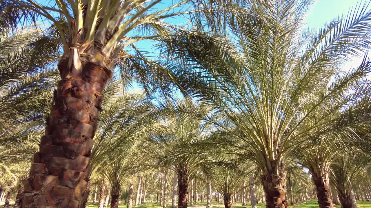 date palm plantation deglet nour with sun rays in the region of biskra algeria