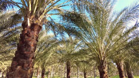 Plantación-De-Palmeras-Datileras-Deglet-Nour-Con-Rayos-De-Sol-En-La-Región-De-Biskra-Argelia