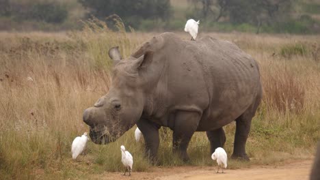 rhino with no horn standing peacefully in the company of white ergets, long shot