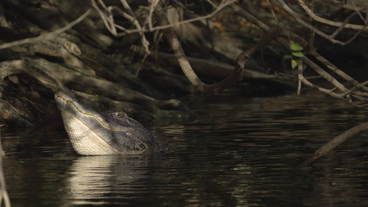 American Alligator in a Swamp