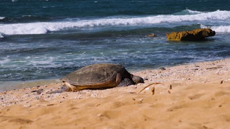 green sea turtle resting on the sandy shores of maui