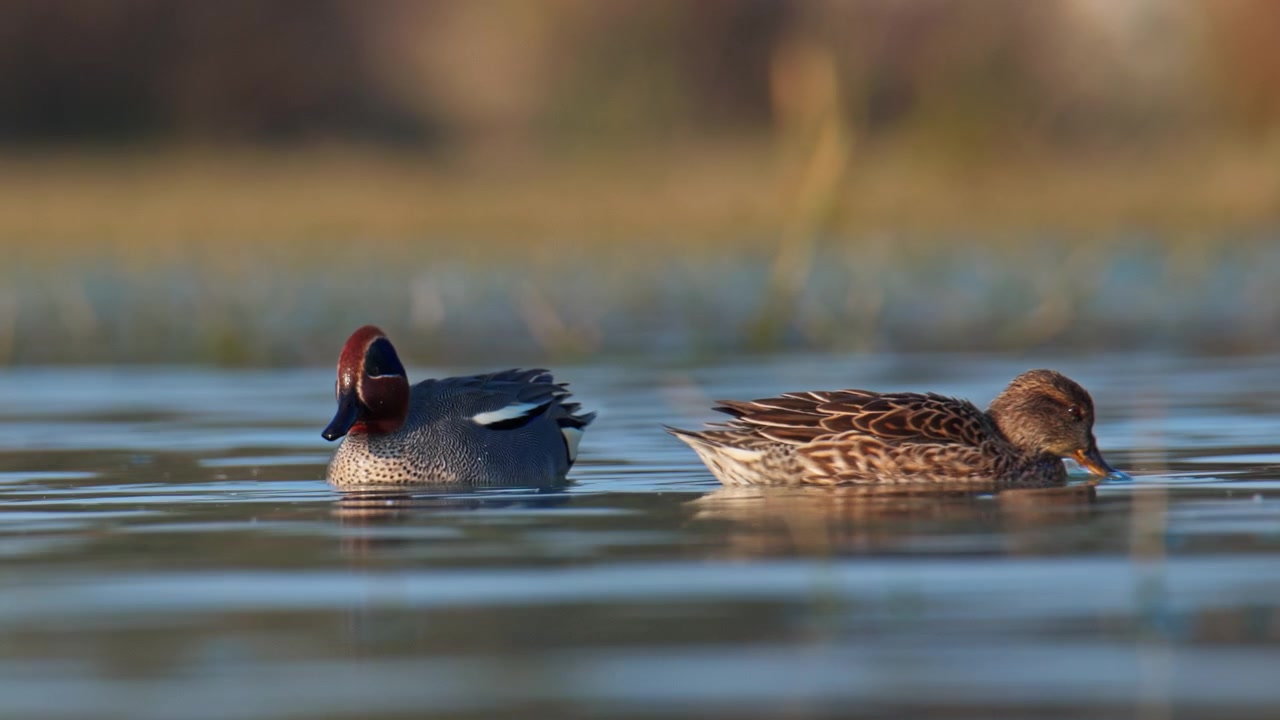 Alzavole eurasiatiche maschio e femmina che nuotano insieme mentre cercano cibo in un lago calmo