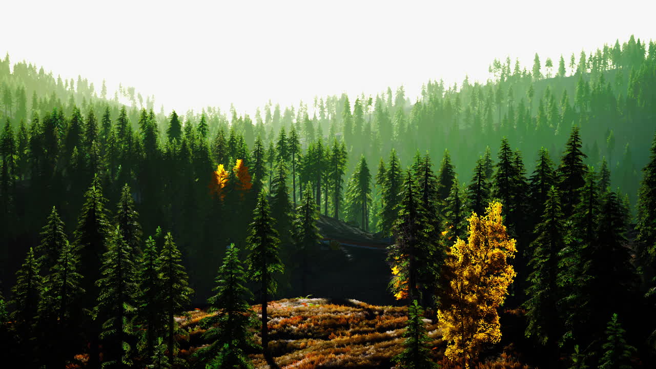 황금색 나무 들 이 있는 조용 한 숲 장면